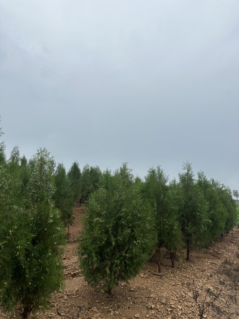 侧柏容器苗侧柏苗木基地常年批发供应各类规格柏树