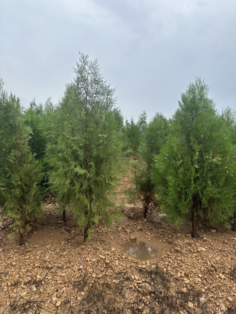 侧柏容器苗侧柏苗木基地常年批发供应各类规格柏树