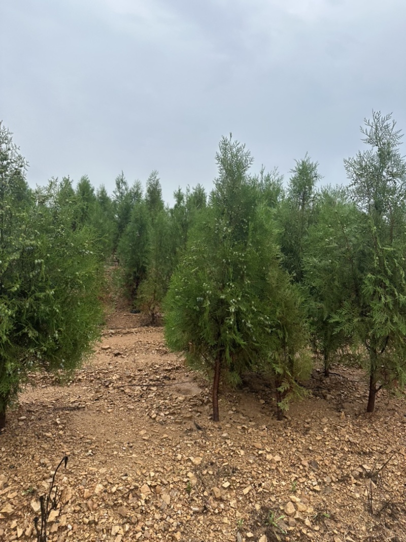 侧柏容器苗侧柏苗木基地常年批发供应各类规格柏树