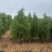 侧柏容器苗侧柏苗木基地常年批发供应各类规格柏树