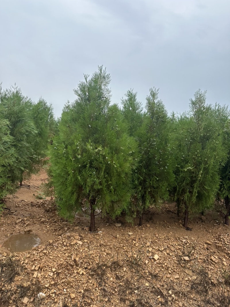 侧柏容器苗侧柏苗木基地常年批发供应各类规格柏树