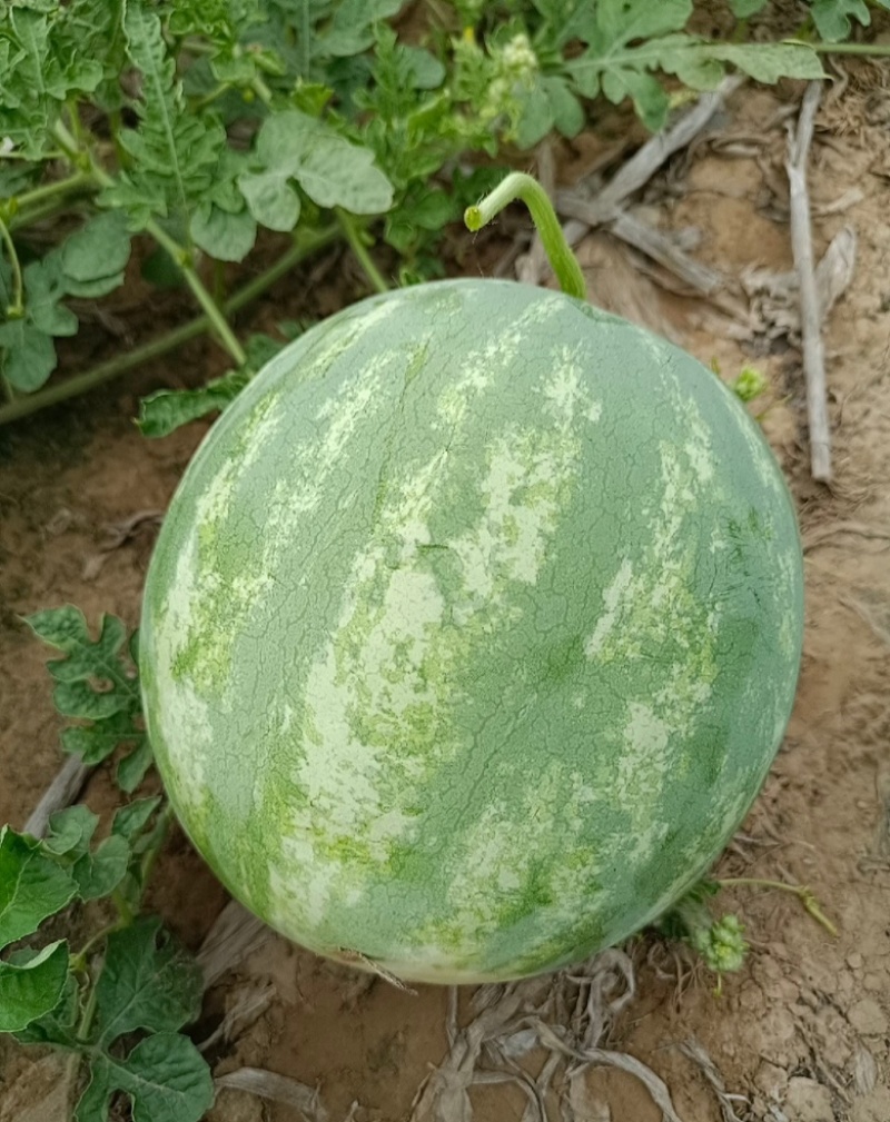 【花皮无籽】头茬翠宝，9斤打底产地直供货发全国！