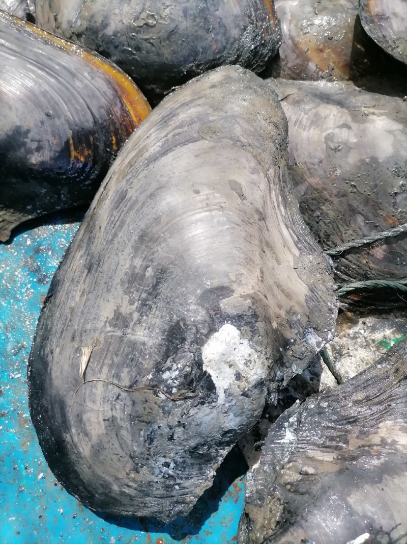 安徽，魅丽珠城蚌埠，特色水产品，河蚌下午上岸，下午发货，