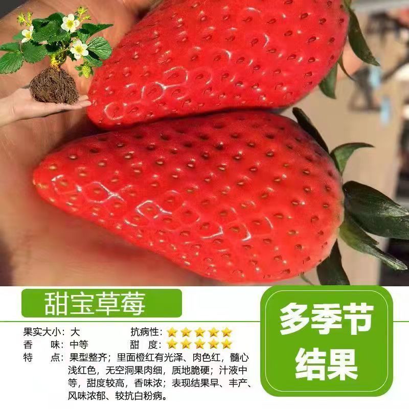 甜宝草莓苗基地现挖现发包纯度包质量可实地考察