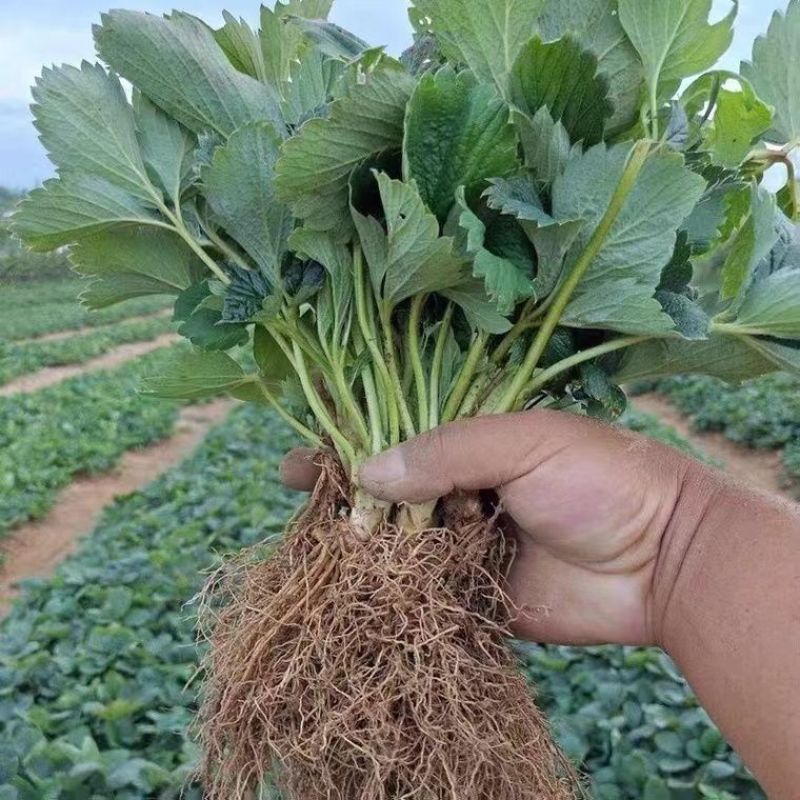 甜宝草莓苗基地现挖现发包纯度包质量可实地考察