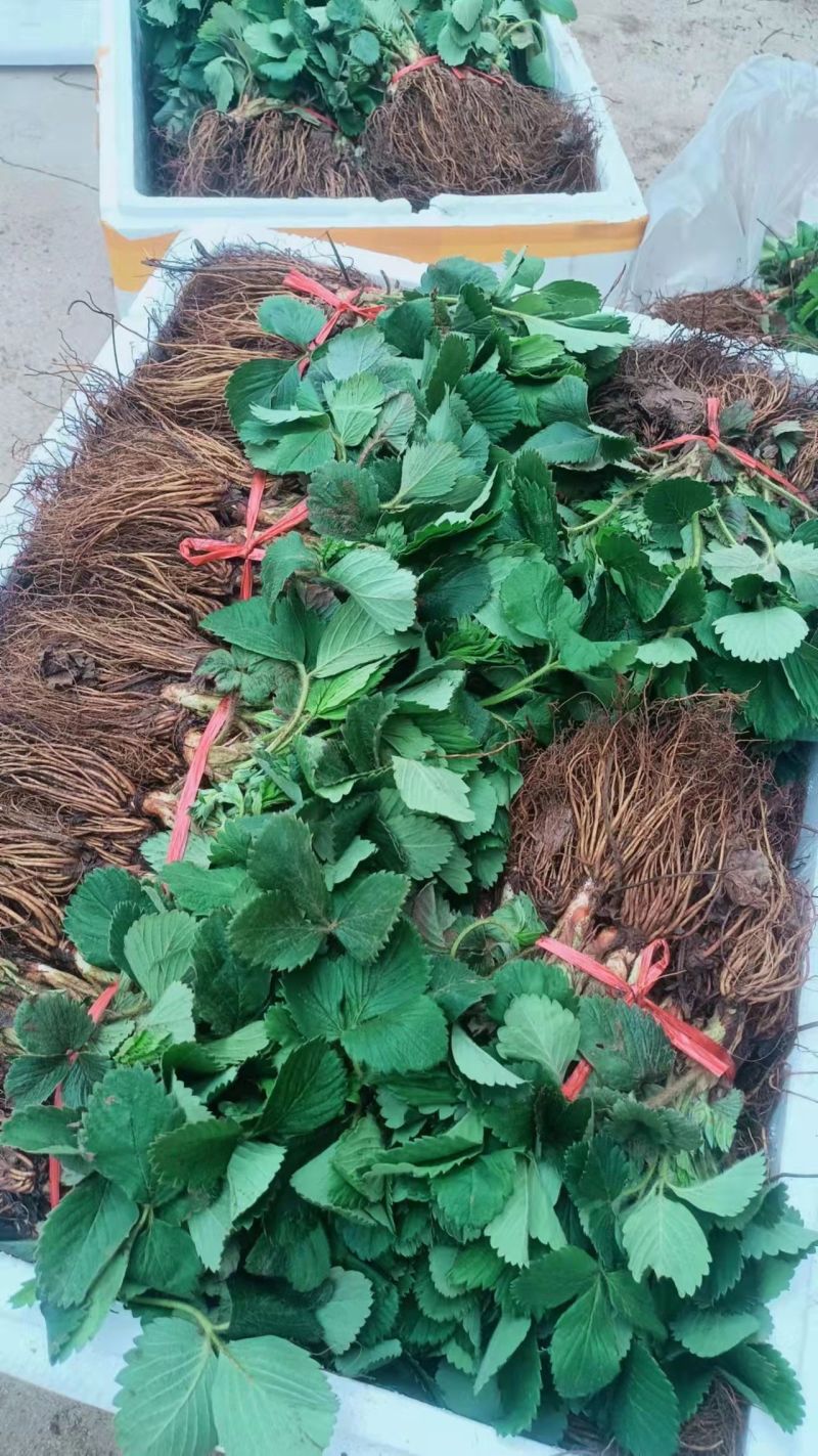 甜宝草莓苗基地现挖现发包纯度包质量可实地考察