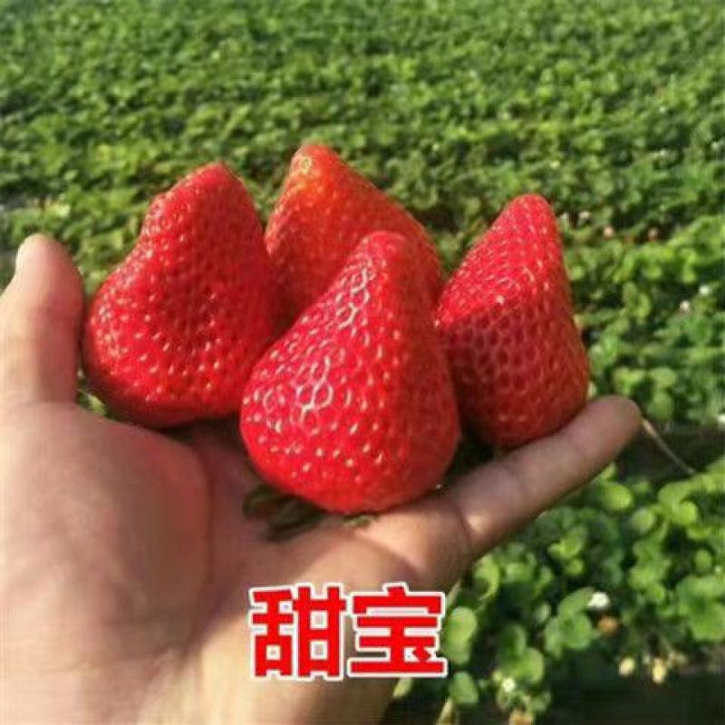 甜宝草莓苗基地现挖现发包纯度包质量可实地考察