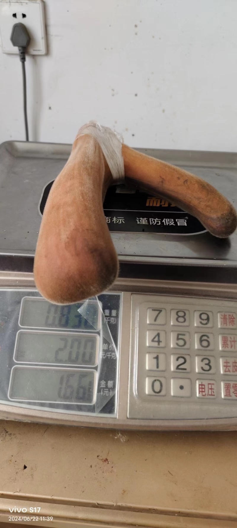 精品鹿茸自家鹿场当天采割新鲜梅花鹿鹿茸欢迎咨询