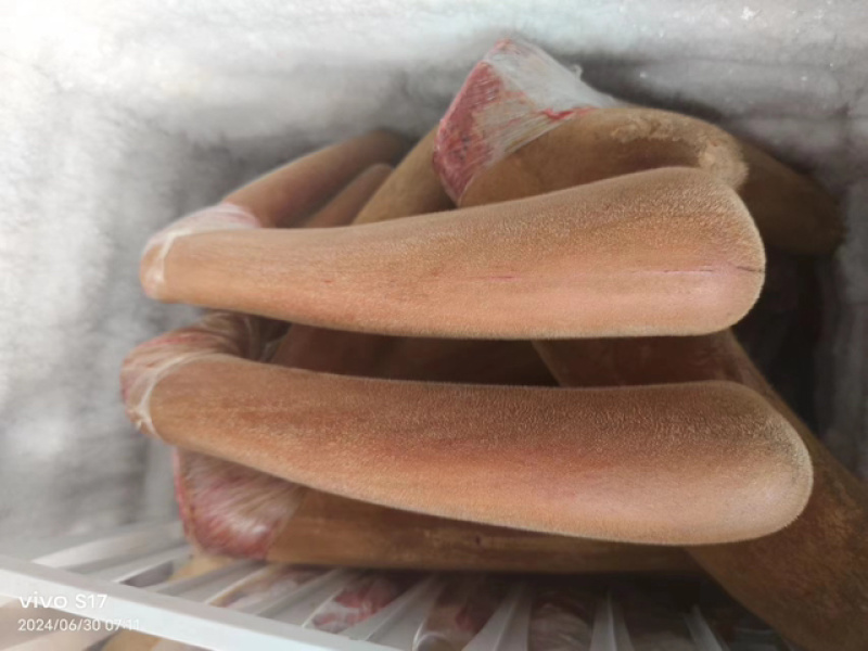 精品鹿茸自家鹿场当天采割新鲜梅花鹿鹿茸欢迎咨询
