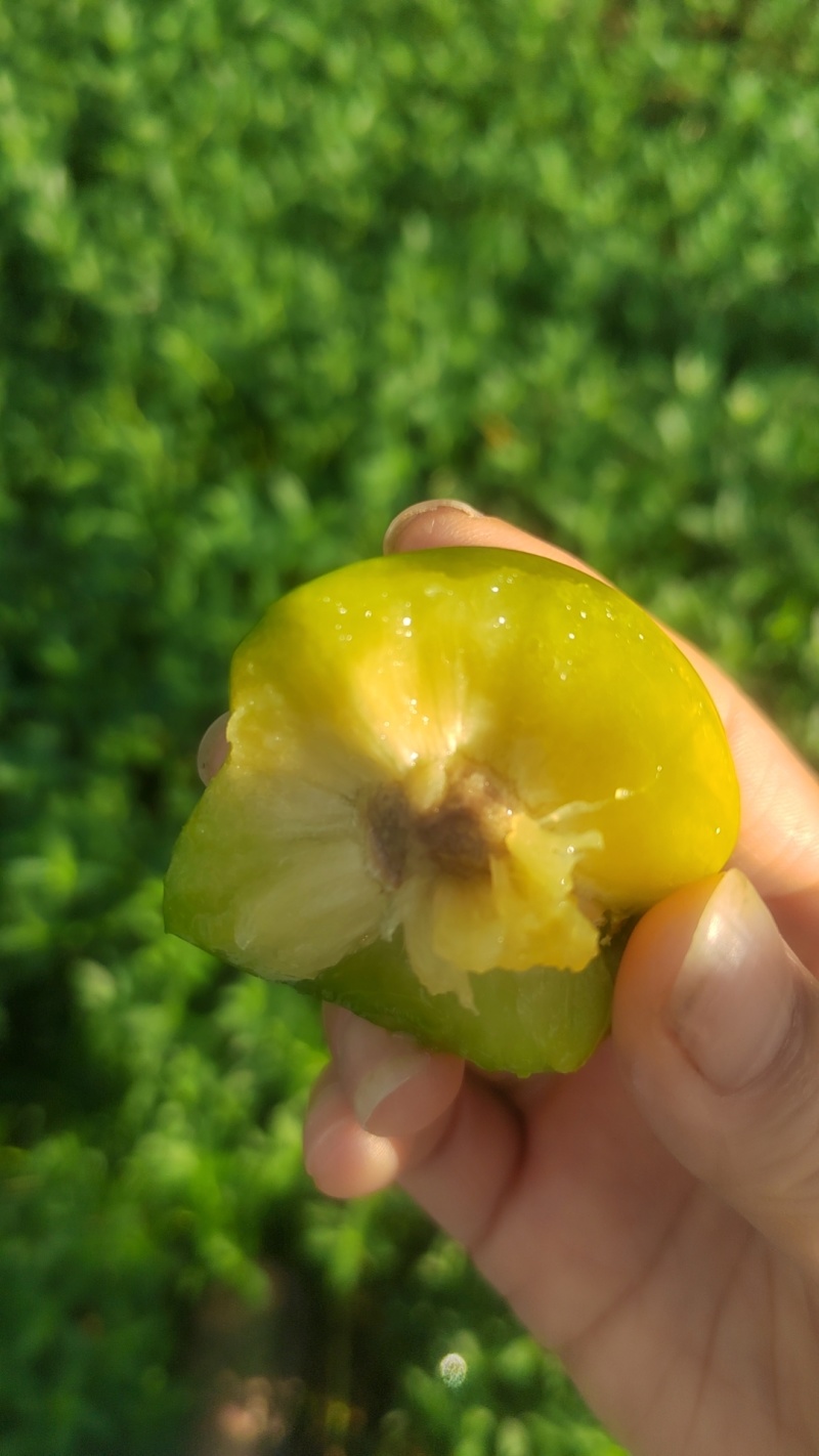 蜂糖李大量上市，李子之中的爱马仕，吃了就会上瘾