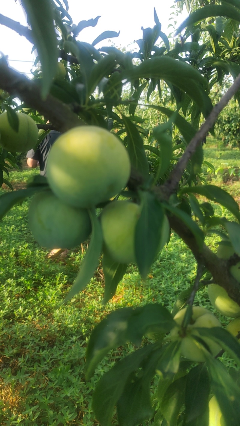 蜂糖李大量上市，李子之中的爱马仕，吃了就会上瘾