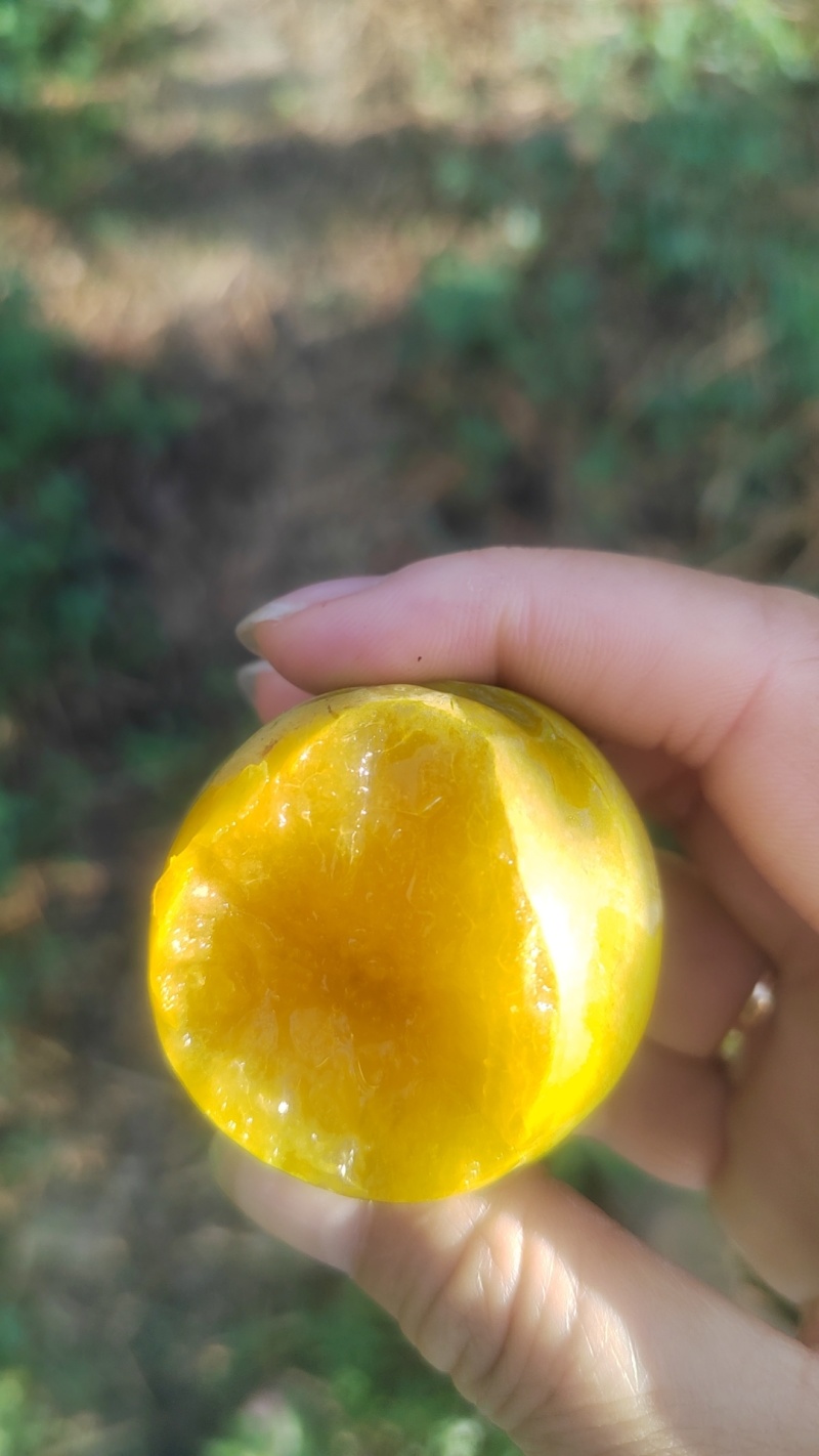 蜂糖李大量上市，李子之中的爱马仕，吃了就会上瘾