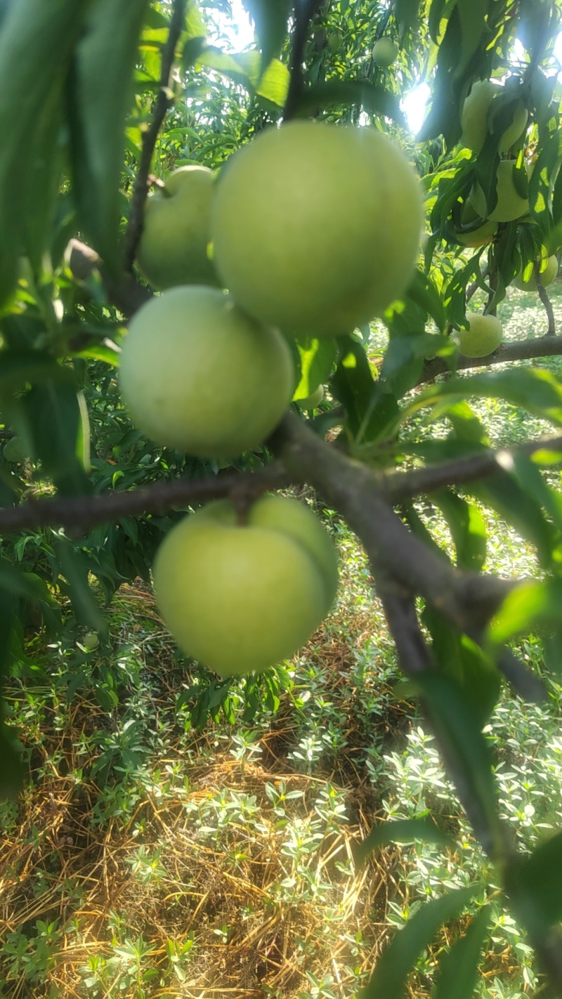 蜂糖李大量上市，李子之中的爱马仕，吃了就会上瘾