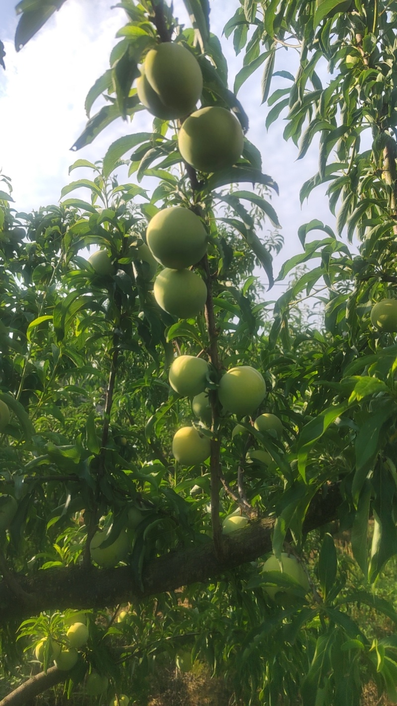 蜂糖李大量上市，李子之中的爱马仕，吃了就会上瘾