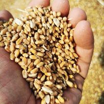 河北遵化富硒小麦大量上市产地直发品质保障欢迎咨询联系