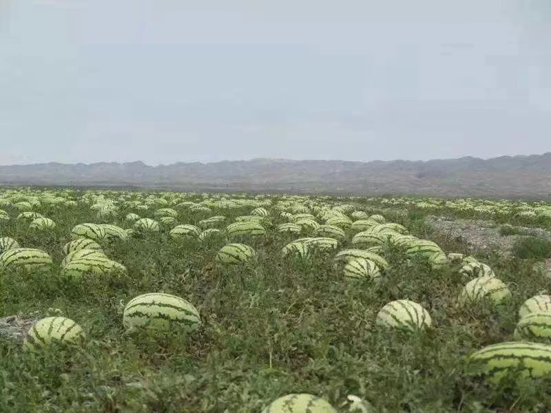 推荐硒砂瓜宁夏西瓜石头瓜货源充足实力代发全国商超