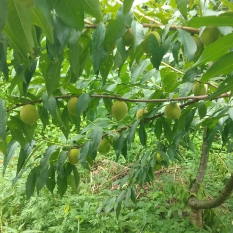 贵州高山黄桃