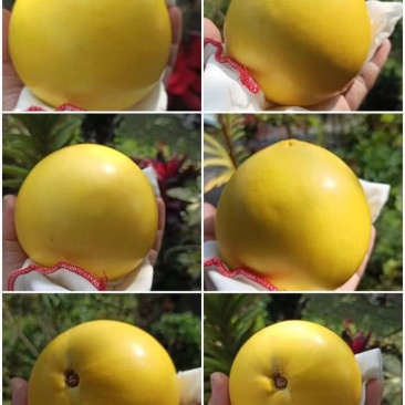 优品黄晶果，黄宝石黄晶果，果园直销