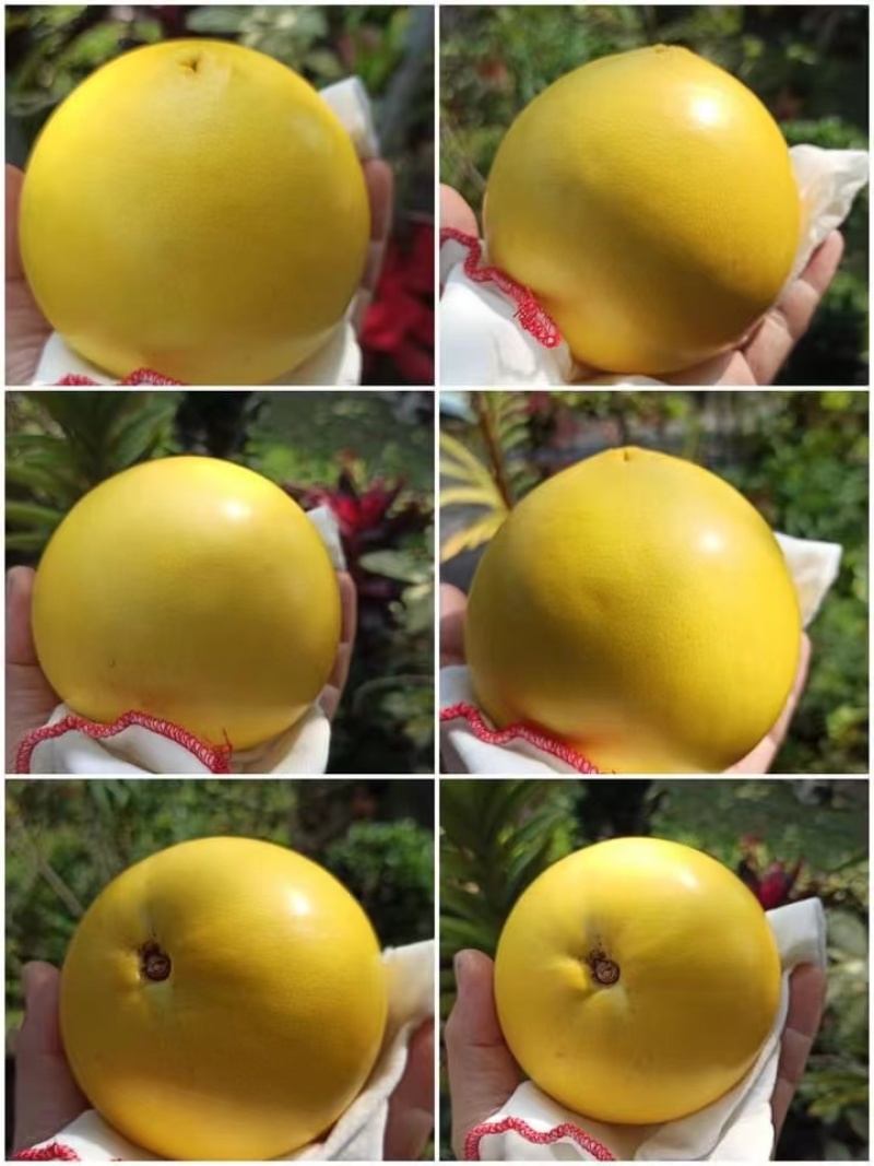 优品黄晶果，黄宝石黄晶果，果园直销