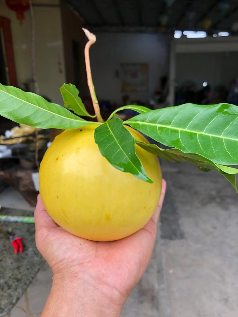 优品黄晶果，黄宝石黄晶果，果园直销