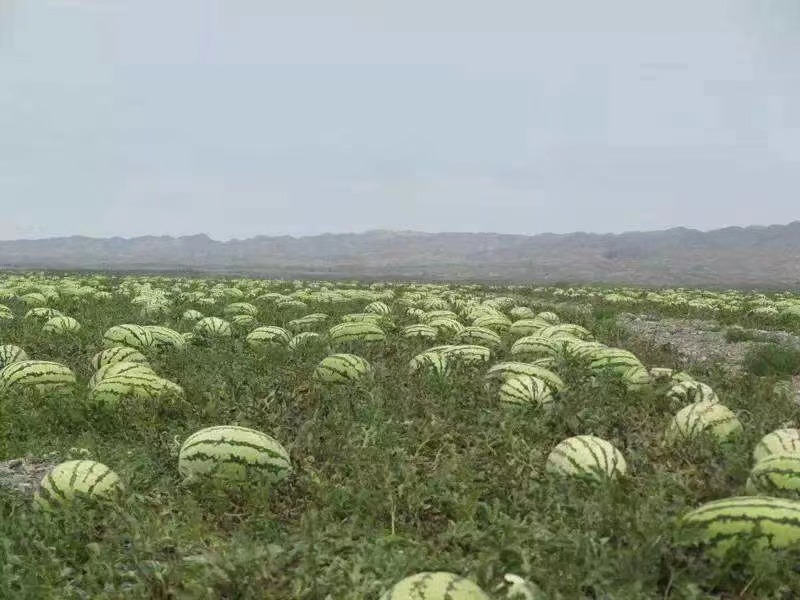 新疆伽师县伽师瓜种植基地,展示其在沙壤地中的生长环境与管理方式 伽师瓜产地种植图