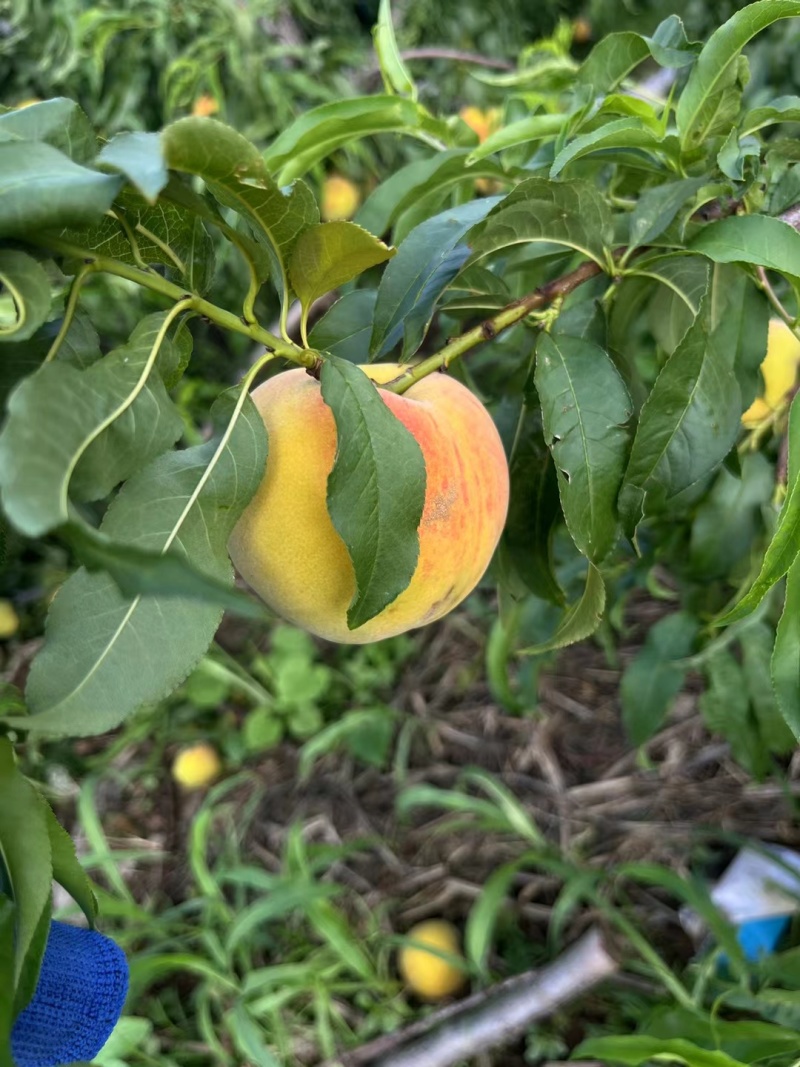 83黄桃