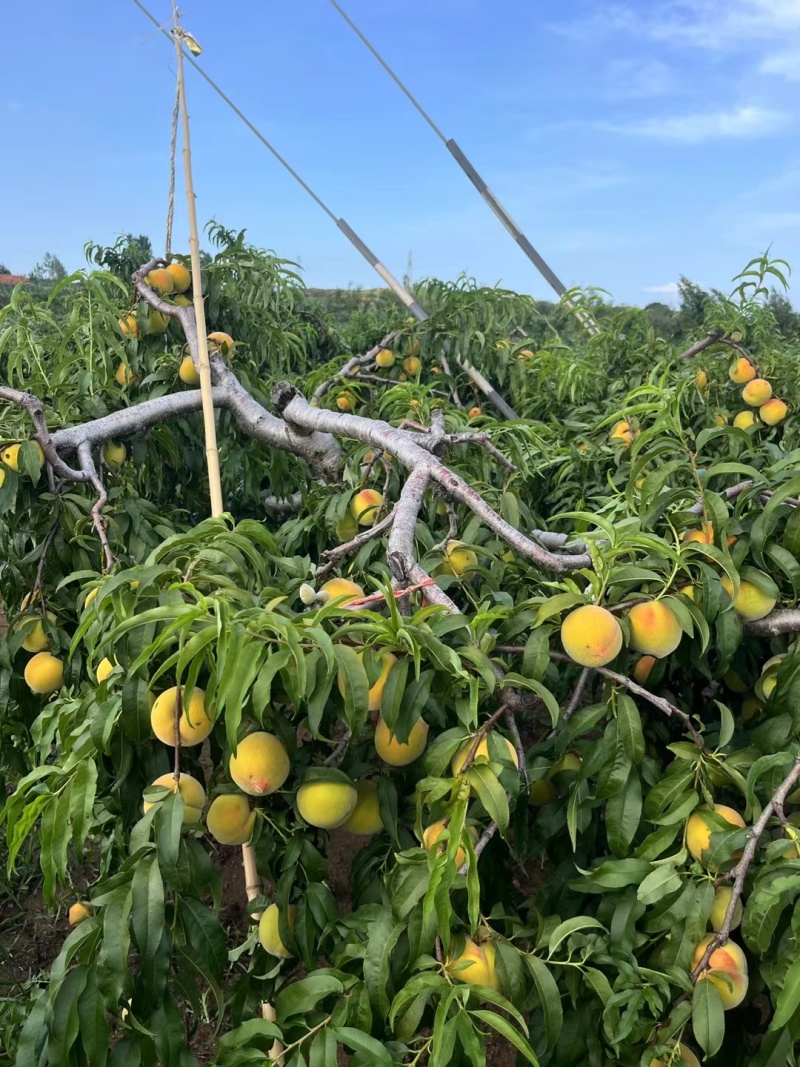 83黄桃