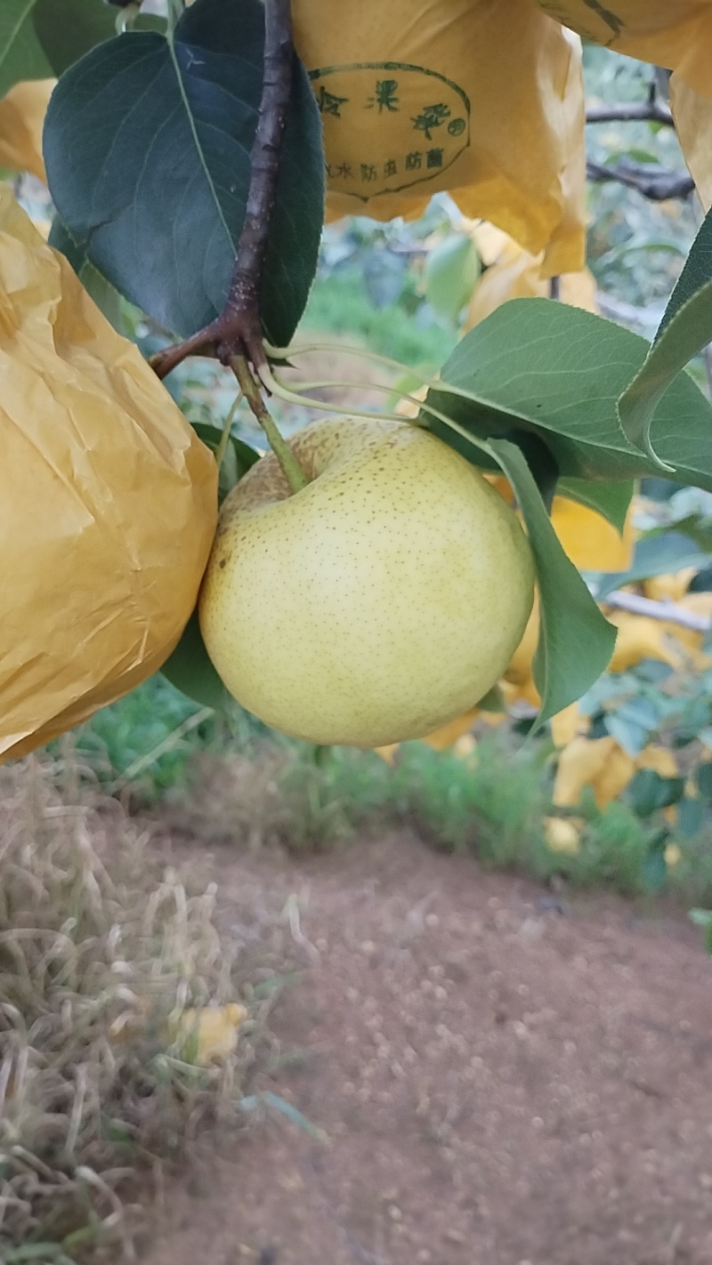 高原雪花梨