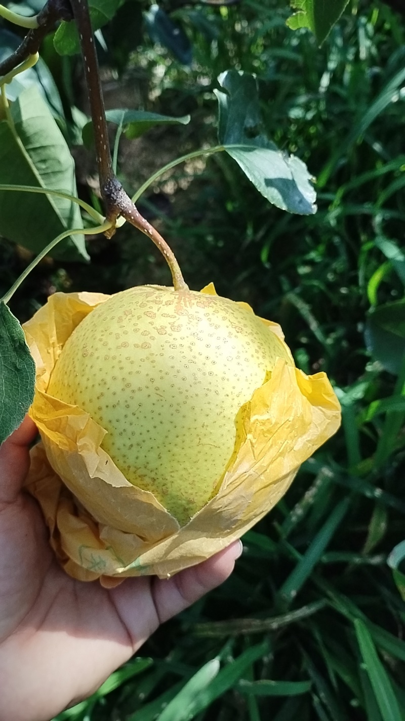 高原雪花梨