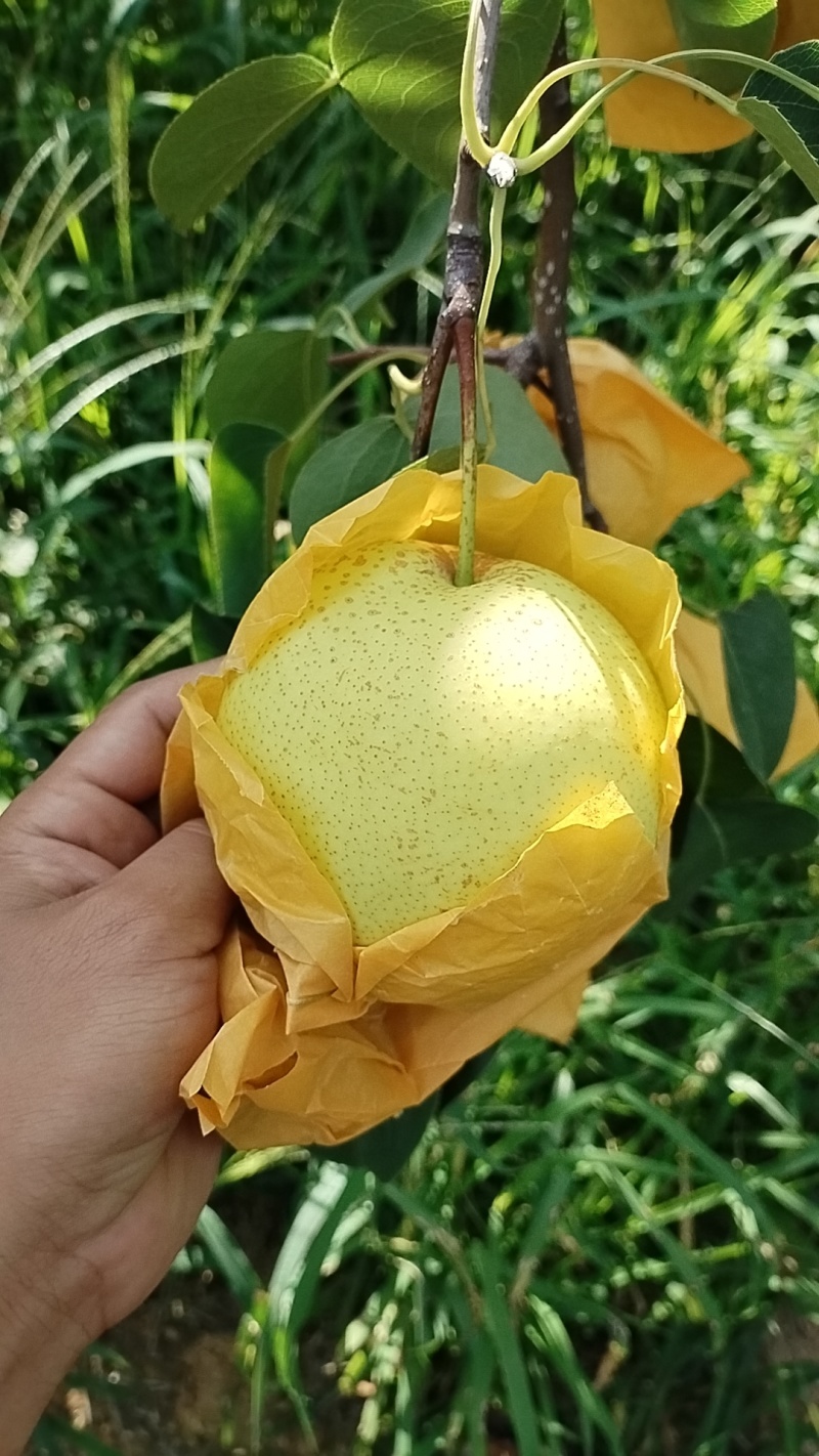 高原雪花梨