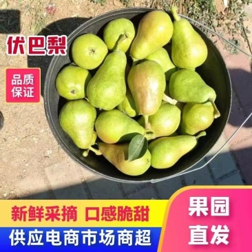 伏巴梨上市，量大质优，产地直供，需要的老板咨询我