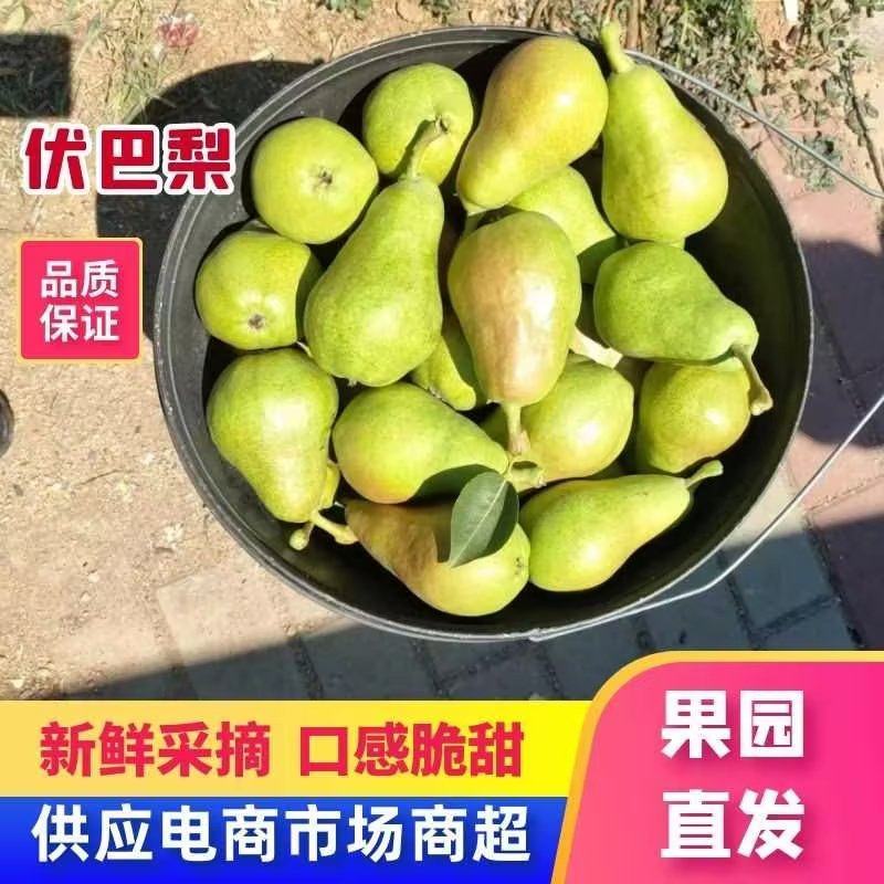 伏巴梨上市，量大质优，产地直供，需要的老板咨询我
