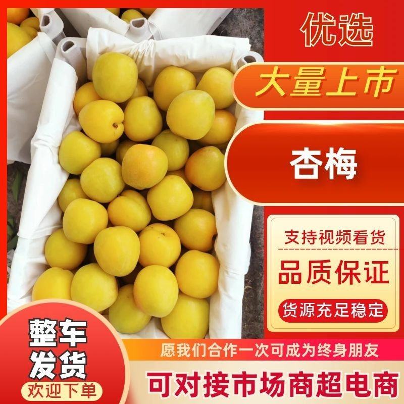 杏梅上市，原产地直销供货，量大质优，需要的老板咨询我