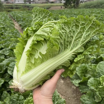 麻叶青白菜毛白菜产地现砍现发保质保量一条龙服务