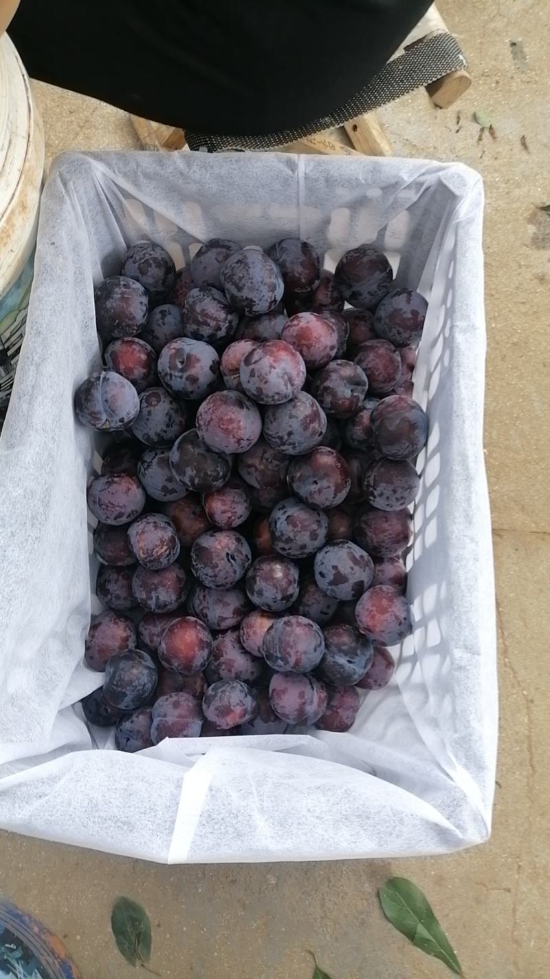 李子，黑宝石李子，个大，纯甜，耐贮藏，耐运输