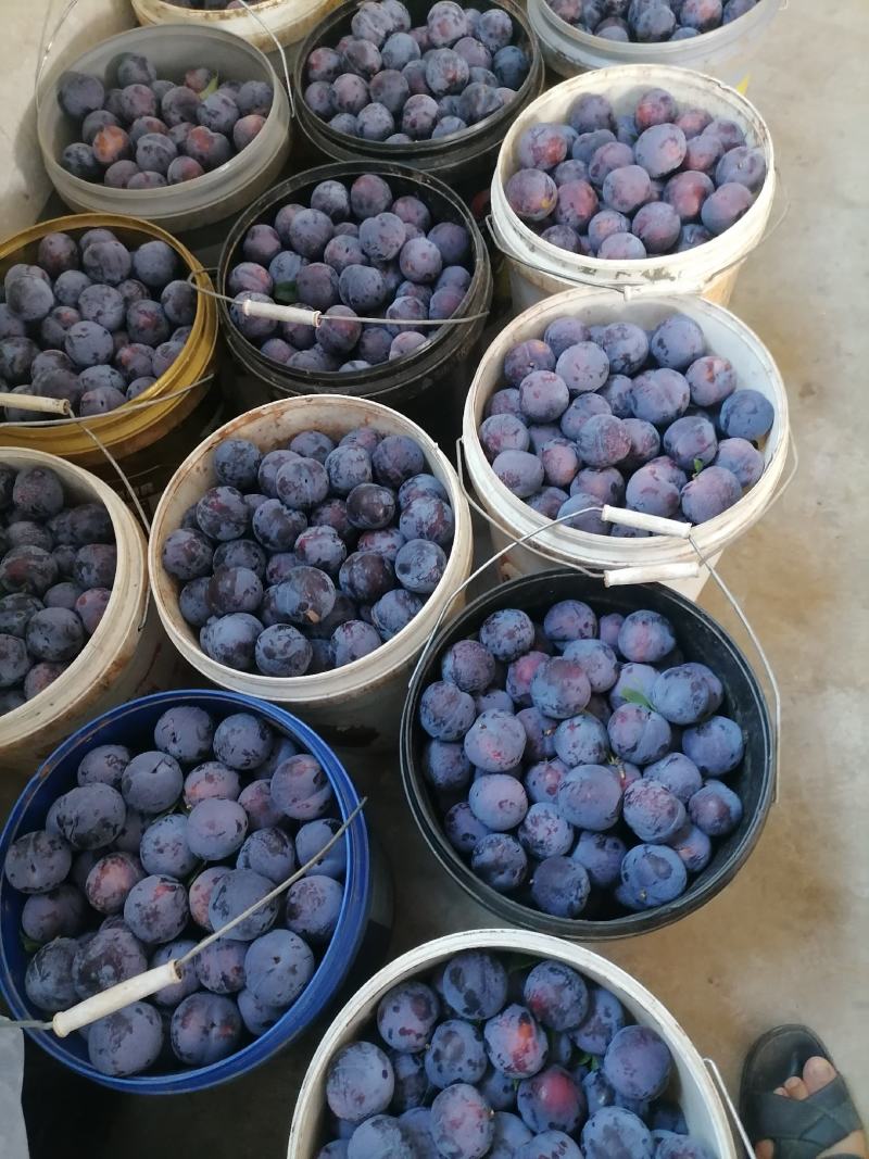 李子，黑宝石李子，个大，纯甜，耐贮藏，耐运输