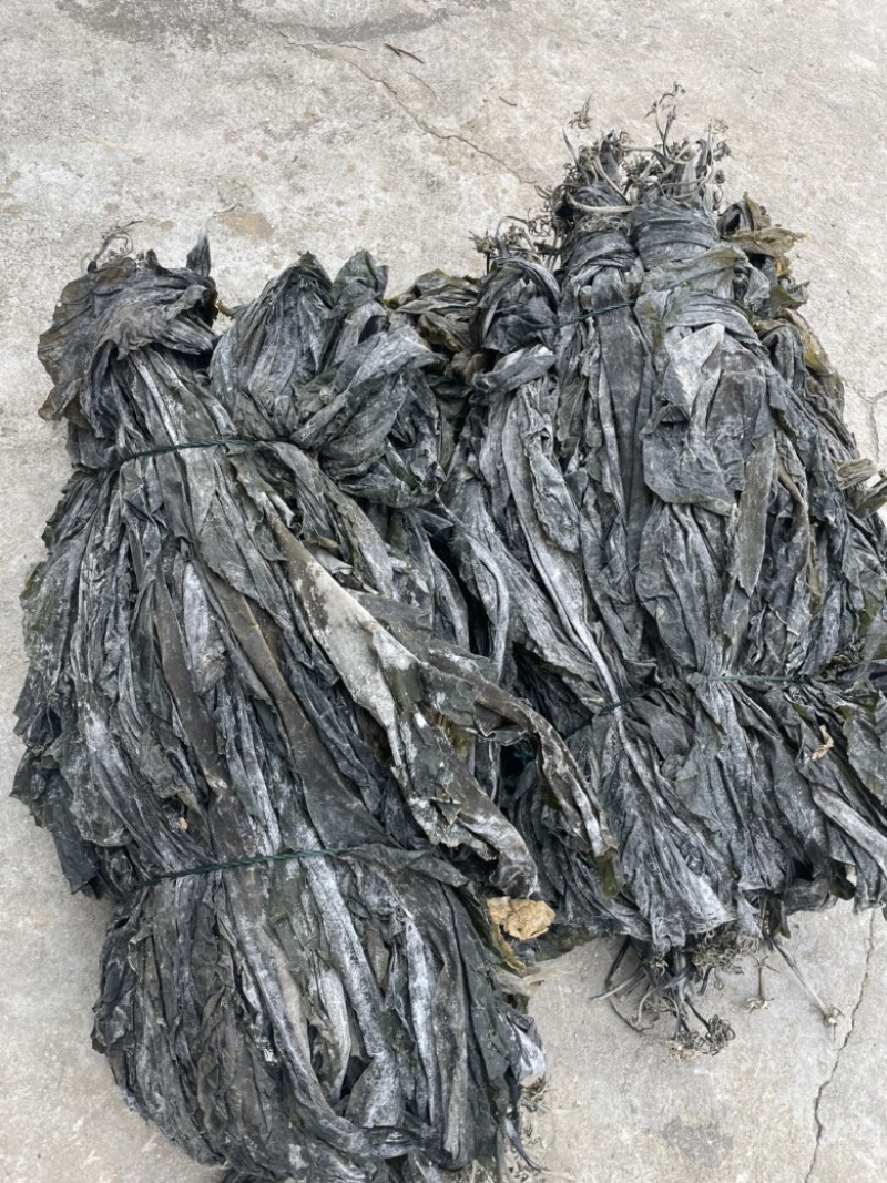 2025福建自家种植海带天然日晒无沙厚海带干海带