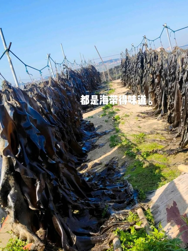 2025福建自家种植海带天然日晒无沙厚海带干海带
