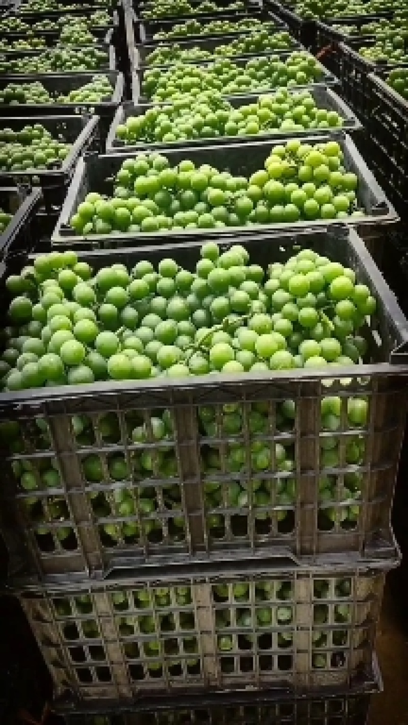 巨峰青无核葡萄，加工果大量有货，颗粒均匀，欢迎各位加工厂