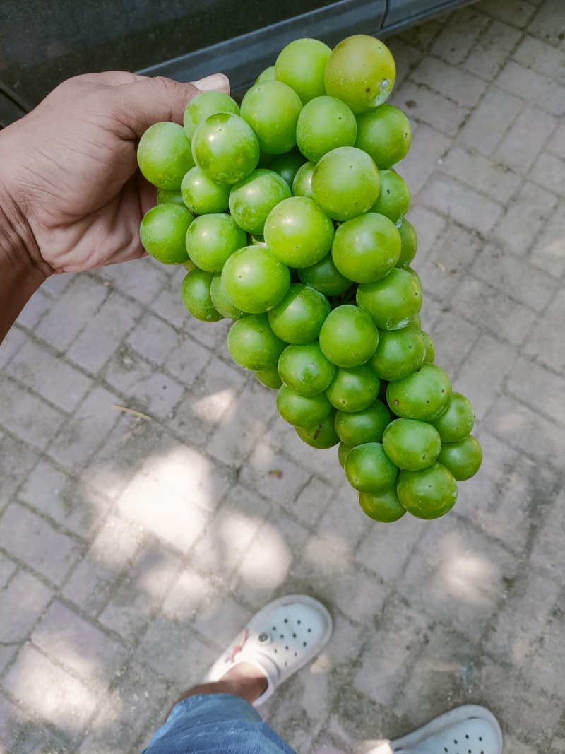 巨峰青无核葡萄，加工果大量有货，颗粒均匀，欢迎各位加工厂