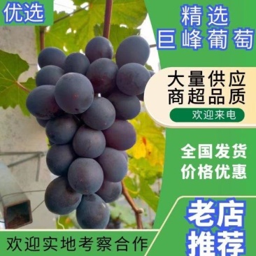 自然果巨峰葡萄，软枝，糖度20+可接批发，社区团购，