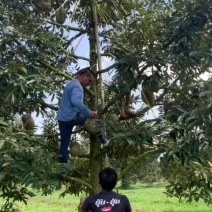 金枕榴莲，产地直发，坏果烂果包赔包售后。