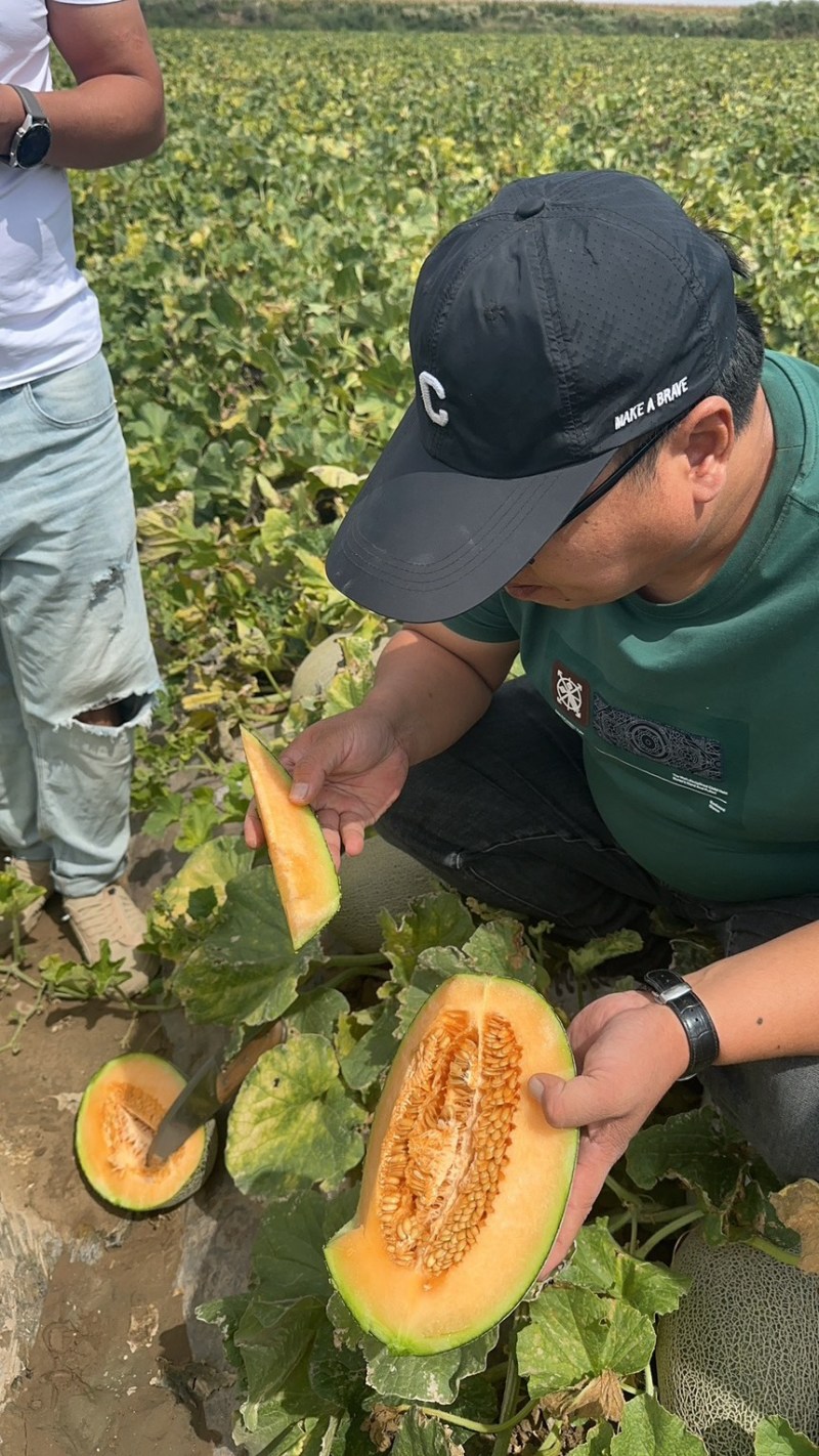 精品（西周蜜17）产地甘肃：质量三包：欢迎新老客户光临