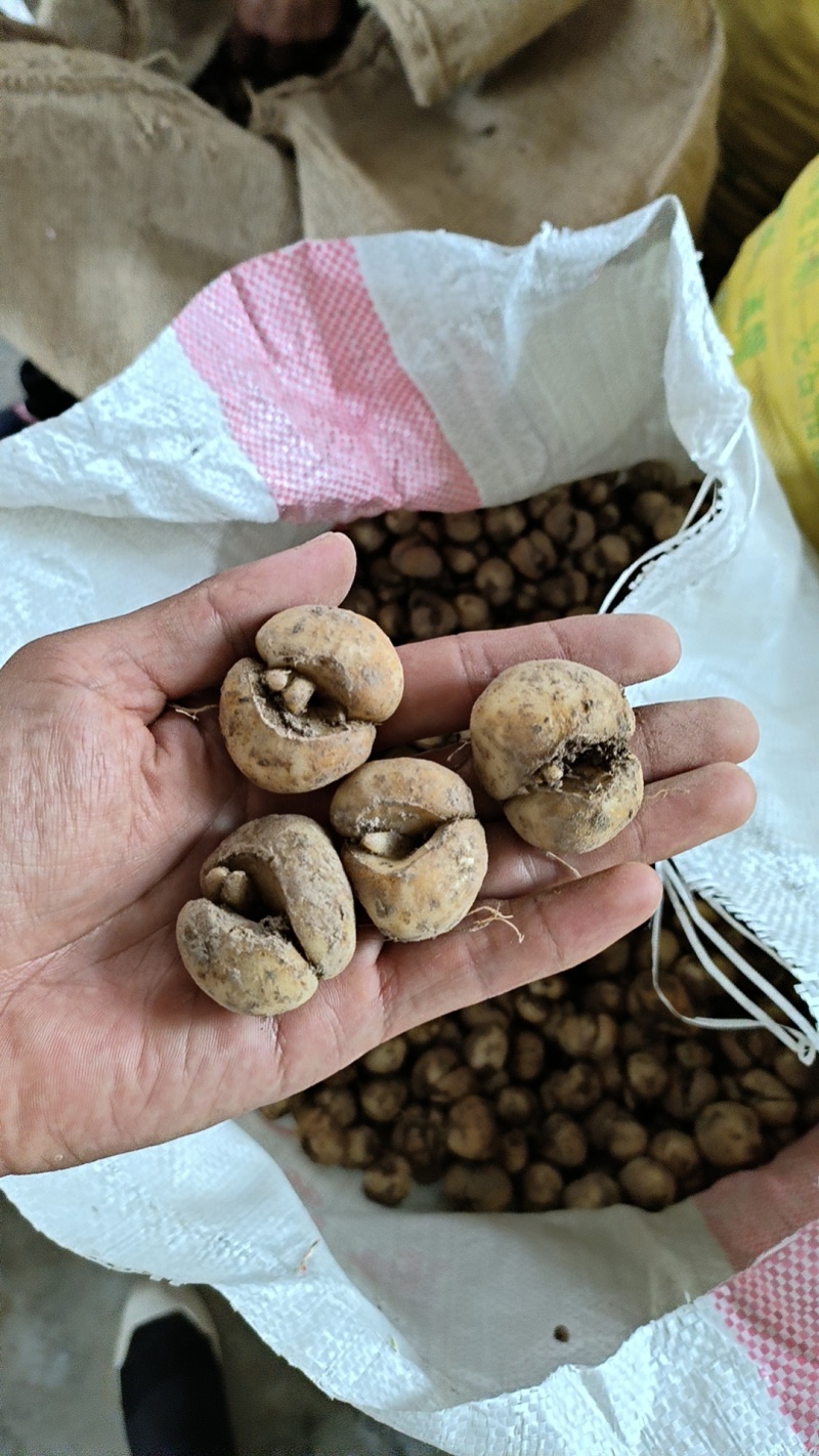 浙贝母，优质贝母大量供应！欢迎新老朋友前来洽谈合作！