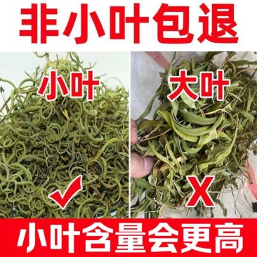 【长白山发货】野生肾精草化石草肾精茶小叶石韦草包邮