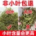 【长白山发货】野生肾精草化石草肾精茶小叶石韦草包邮