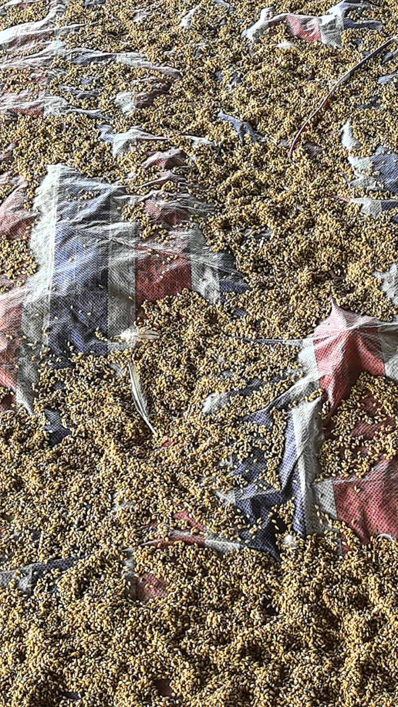 咸鸭蛋古法腌制流油咸放养纯粮食投鸭蛋一手货源常年产品稳定
