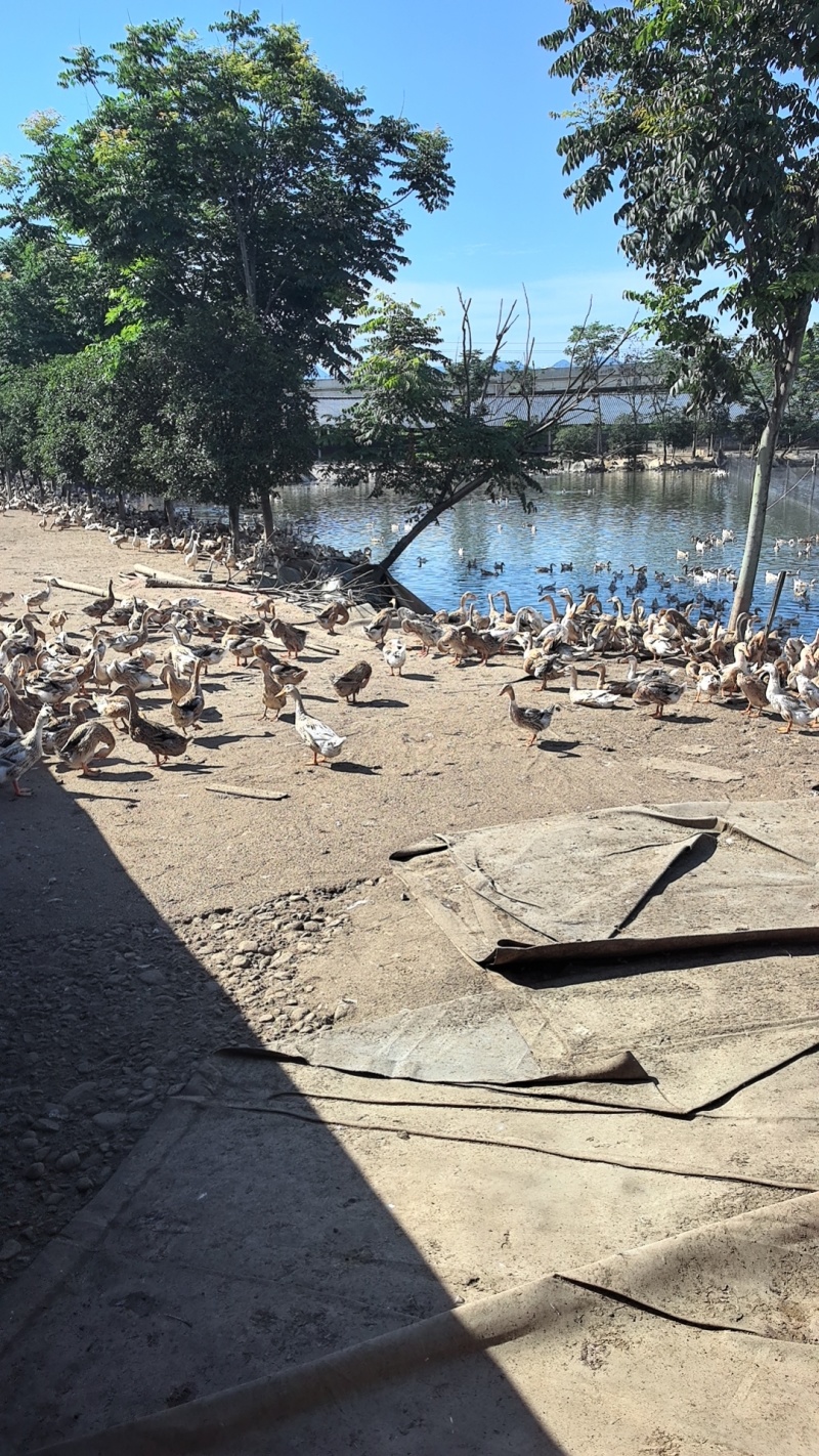 咸鸭蛋古法腌制流油咸放养纯粮食投鸭蛋一手货源常年产品稳定