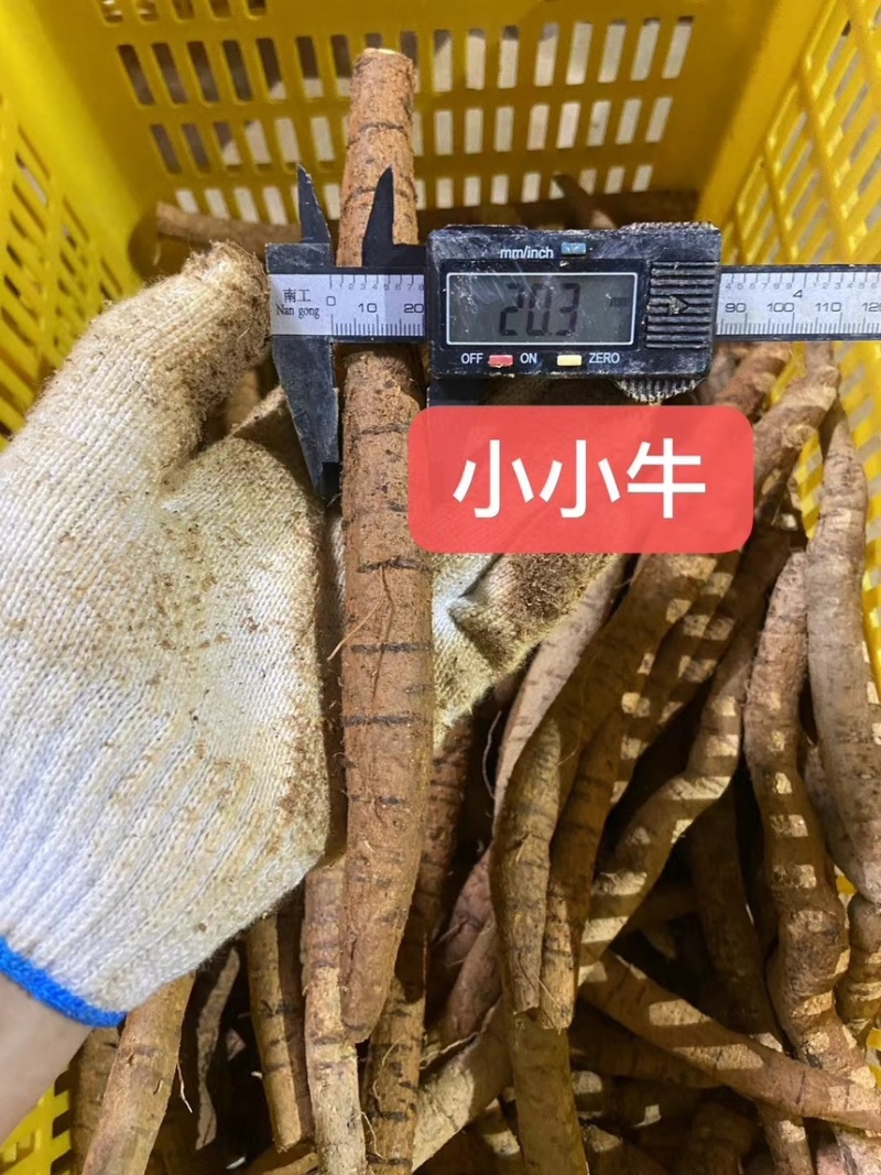 新鲜牛大力各种规格广东阳江原产地直供无杂质欢迎电话咨询