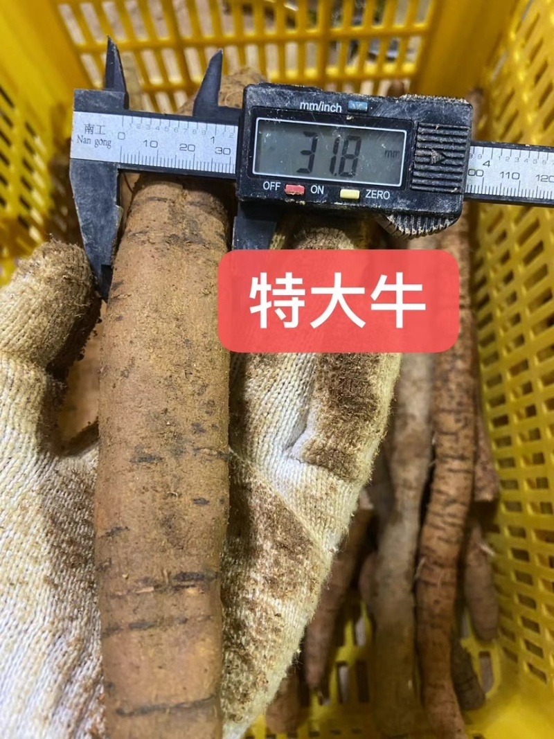 新鲜牛大力各种规格广东阳江原产地直供无杂质欢迎电话咨询
